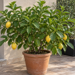 Citrónovník (Citrus x limon) ´4-SEASON´ - výška 20-30 cm, kont. C2L